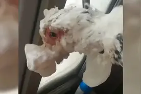 大雪将鸭子嘴冻住，心酸又好笑视频封面