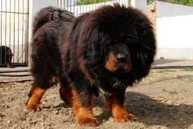 犬界中的5大“假货”，看上去高大威猛，实际中看不中用图片