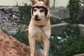偶遇一只戴头盔的狗子，以为是只哈士奇，结果走近一看笑到劈叉图片