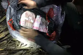 玉米地里刨出100万现金，揭开了一桩奇葩事件隐藏的内幕图片