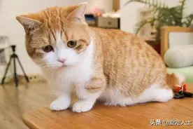 猫咪该不该绝育？绝育最佳时间和绝育前后注意事项图片