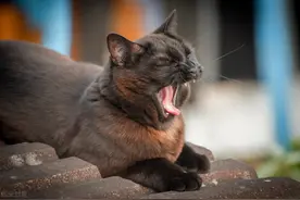 俄罗斯一只黑猫敢对峙大棕熊，立即弓起身子准备战斗，吓退大棕熊图片