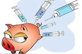 大剂量接种疫苗对畜禽的危害，不容忽视图片