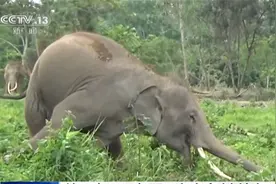 养不起了！泰国8头大象被放归森林自行觅食图片