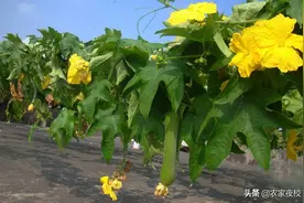 丝瓜为啥光长叶不结瓜？整枝打杈做好了，再也不会出现这种情况了图片