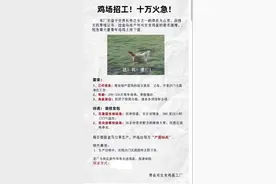 山东一鸡蛋厂十万火急招募“青年母鸡”，要求“三代优良”图片