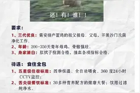 山东一鸡蛋厂十万火急招募“青年母鸡”，要求“三代优良”图片