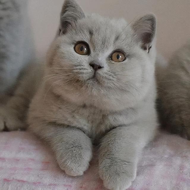 英国短毛猫丨蓝猫