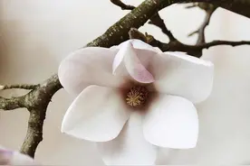 人到中年：感恩过去，感恩经历图片