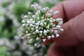 腌韭菜花，只放盐容易坏，大厨教你一招，越吃越香，放一年也不坏图片