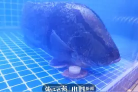 大家伙啊！缠斗10分钟才上岸，西湖里捞到一条7斤多重的野生桂鱼图片