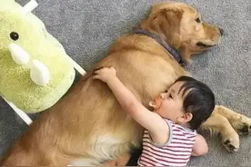 狗狗疫苗多少钱？多长时间打一次？图片