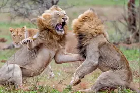 表面的非洲一哥是狮子，真正的非洲一哥是它们图片