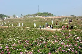 中江县玉兴镇：芍药花开迎客来图片