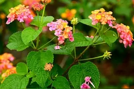 马缨丹也叫五色梅，它是一种怎样的植物？图片
