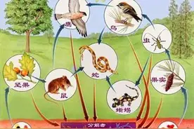 为什么人类能够站在食物链顶端，没有天敌？原来是能量的限制图片