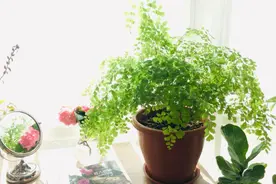 养花浇水“新规定”：新人别做这些事情，没有花草养不活图片