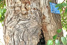 晋南山村发现1棵300年古桑树，老农言说桑果桑叶能治病，都治啥病图片