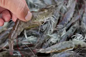 买冰鲜虾：牢记“3买4不买”，保准买到的冰鲜虾只只都新鲜图片