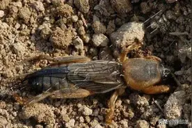 ​农村人见人怕的洋辣子，为啥有人200元1斤购买？现在知道恰逢其时图片