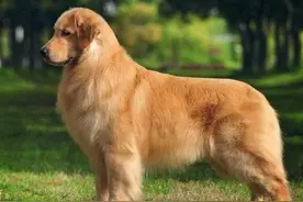 怎么挑选一只纯种的金毛犬？图片