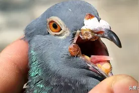 鸽子常见疾病和用药方法，值得收藏！图片