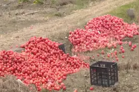 从3元到3毛，苍南15万吨西红柿滞销！种植者要牢记这三点图片