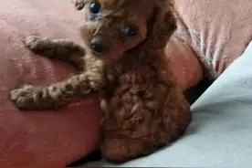 金毛为泰迪产下了一只独子，被网友当做稀世之宝，多少金银都不卖图片