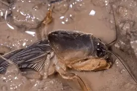 南方农村里常见的一种害虫，善于钻隧道和飞翔，广东人把它当美食图片