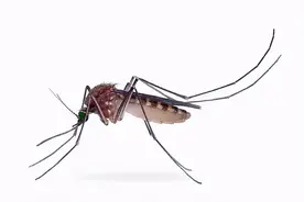 爱国卫生运动 | “四害”在劫难逃！看病媒生物防制秘籍→图片