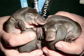 有10条性染色体，理论上有25种性别？鸭嘴兽为什么如此古怪？图片