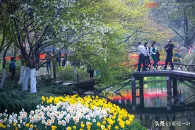 3月杭州西湖最美景点，游客千里迢迢赶来却进不去，是什么情况？图片