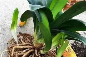 君子兰根据生芽的位置可分作茎侧芽、茎底芽、叶间芽图片