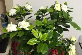 扦插老失败？2个简单扦插法，生根快又好活，简直太简单图片