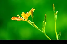 忘忧草（散文）图片