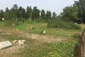 考古队准备撤离三星堆，老专家：往下挖必有大发现，两年后应验图片