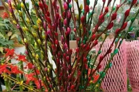 春节快要到了，家里养瓶银柳，开花200天，漂亮又喜庆图片