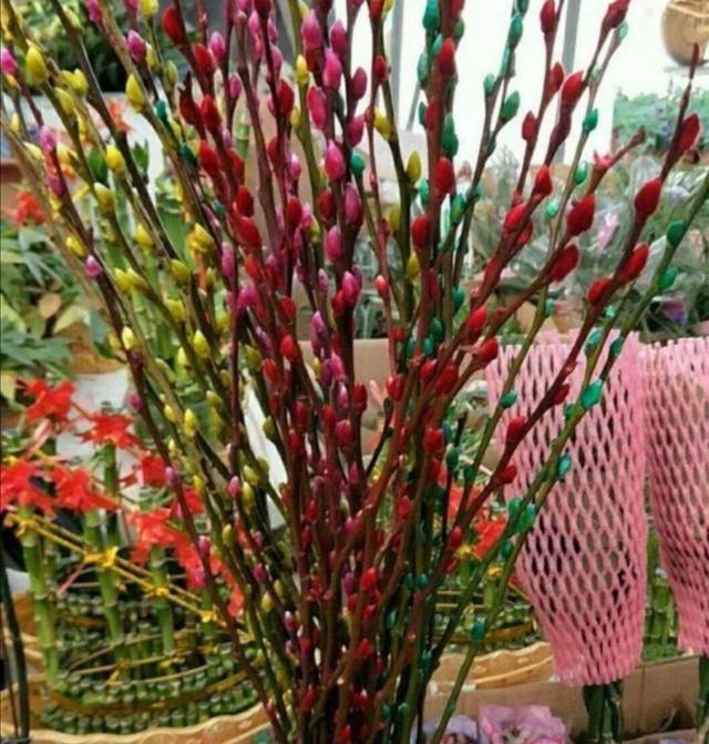 春节快要到了，家里养瓶银柳，开花200天，漂亮又喜庆