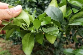 柑橘全年叶面肥使用方案，合理使用提高产量，提升果实品质图片