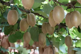 猕猴桃膨果用什么肥料好？什么时候打膨大剂？专用膨大素哪种好？图片