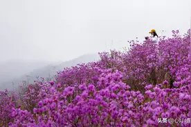 辽宁鞍山漫山遍野的映山红令人震撼，岫岩花期胜过往年不要错过哟图片