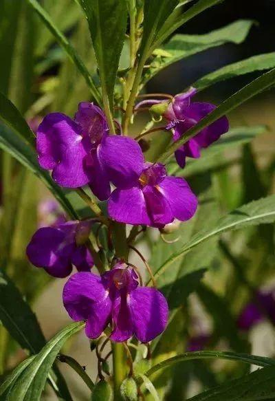 涂甲油胶花型 2025年涂甲油胶花型怎么涂 涂甲油胶花型 2025年涂甲油胶花型怎么涂