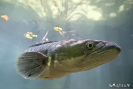 夏季路亚黑鱼找标点，这几个位置记得多搜几遍图片