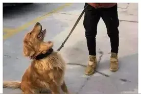 金毛进警局蹭吃蹭喝，警犬都忍不住了：你还要脸吗？图片