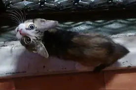 当流浪小猫闯入脾气暴躁的男人的商店，它将迎来怎样的命运？图片