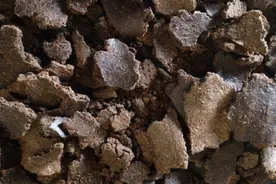 饼肥（花生饼、芝麻饼等）图片