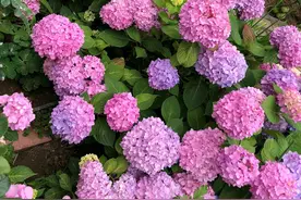 盛花期的绣球花移栽以后，掉光花还掉光叶了怎么办？还能活吗？图片