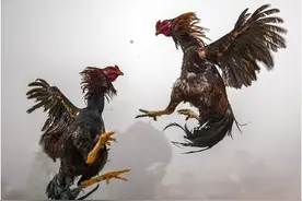 故事：鸡战乾清宫（民间故事）图片