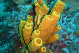 海绵宝宝是什么海绵？图片