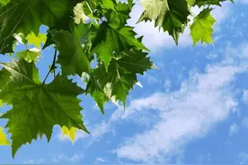 没事少嗑点毒鸡汤图片